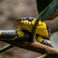 bojga ularburong - Boiga dendrophila