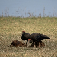 ibis bradavičnatý - Pseudibis papillosa