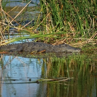 krokodýl bahenní - Crocodylus palustris