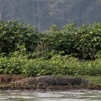 krokodýl bahenní - Crocodylus palustris