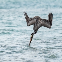 pelikán hnědý - Pelecanus occidentalis