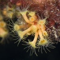 sasankovec jeskynní - Parazoanthus axinellae