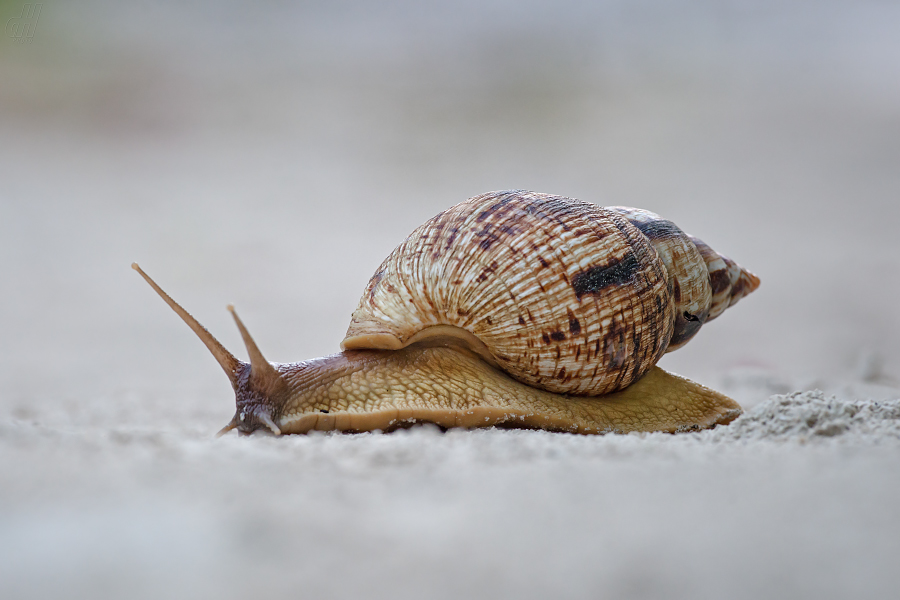 Achatina zanzibarica