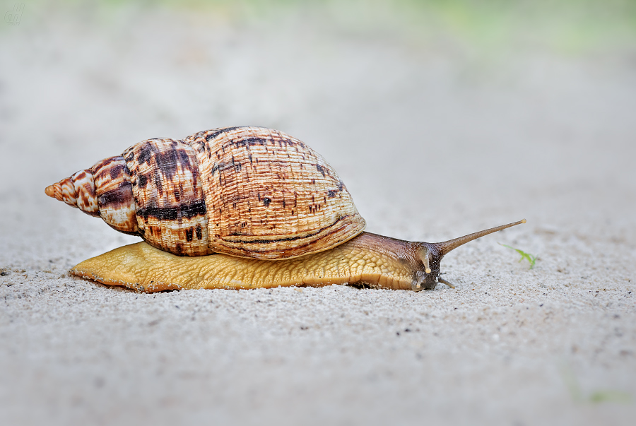 Achatina zanzibarica