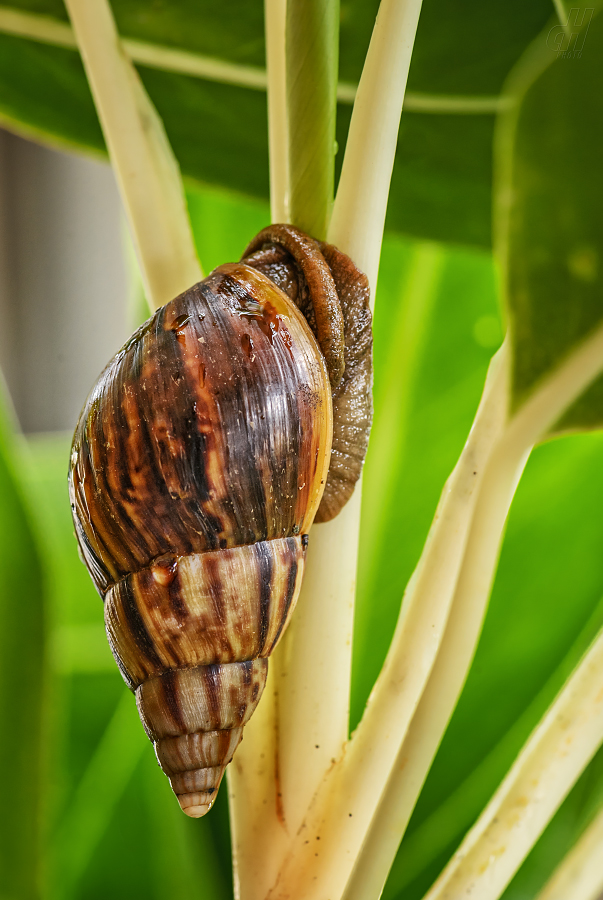 achatina žravá - Achatina fulica