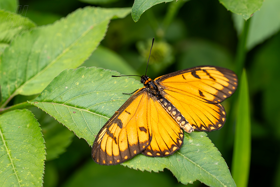 Acraea issora