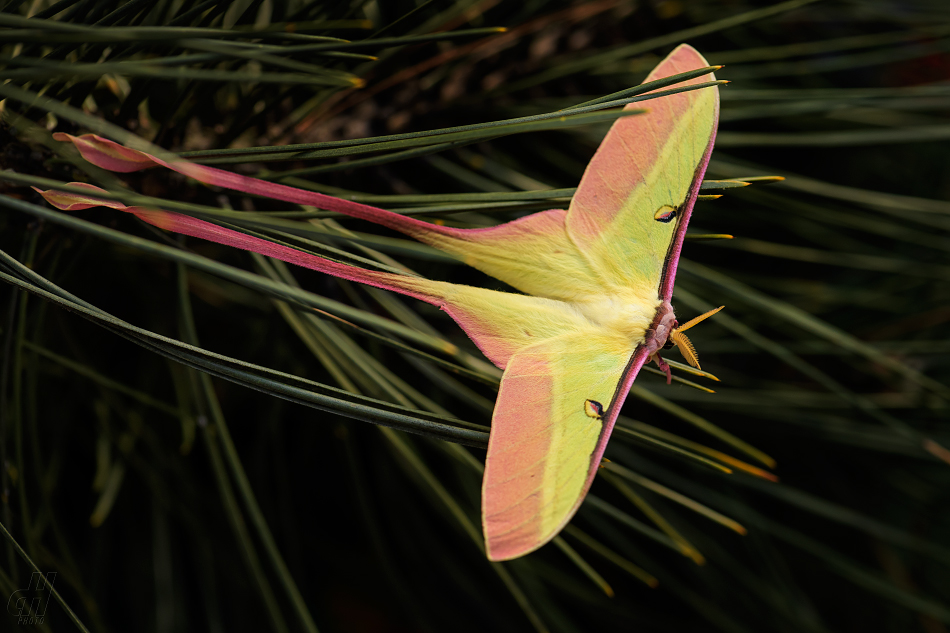 Actias dubernardi