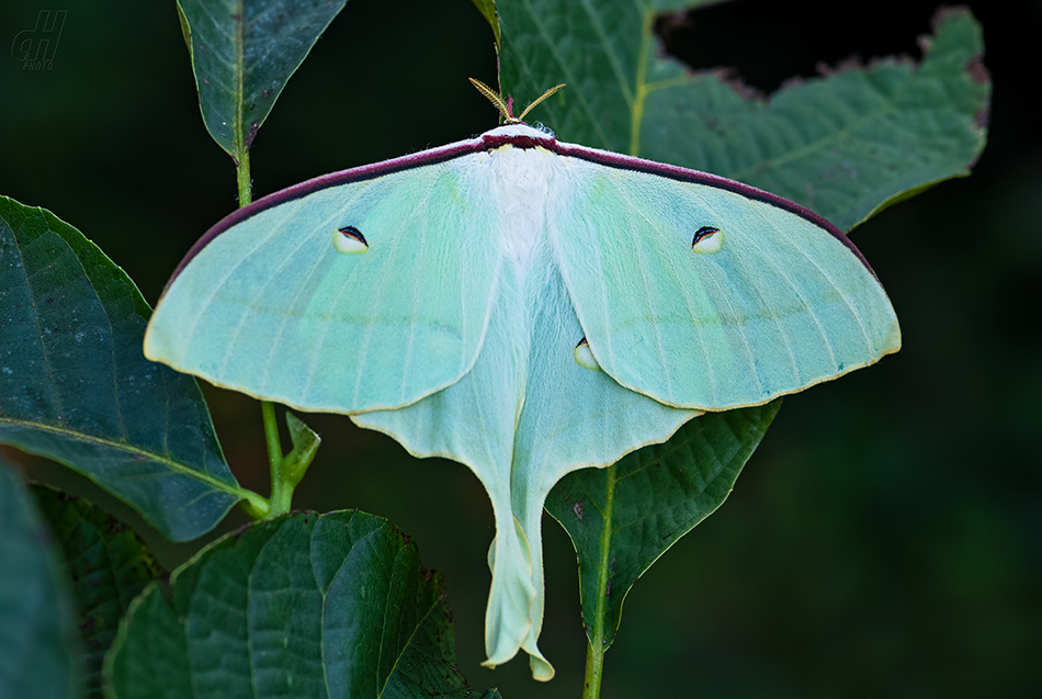 Actias ningpoana