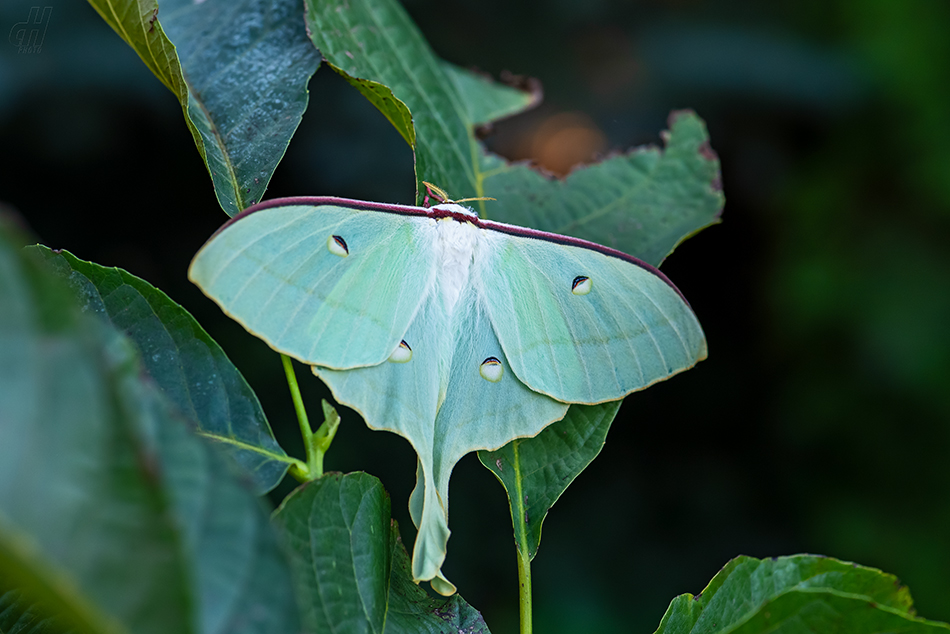 Actias ningpoana