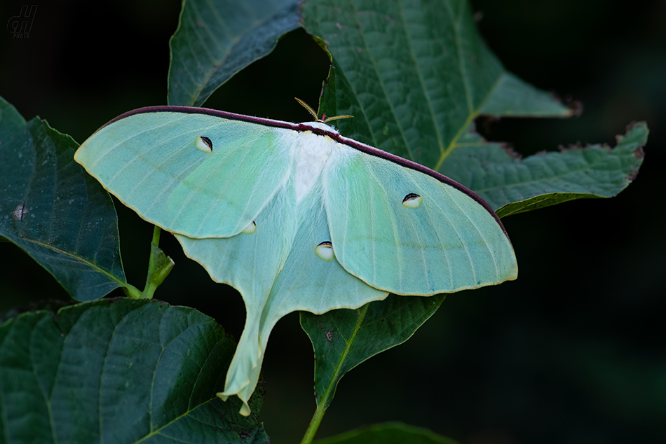 Actias ningpoana