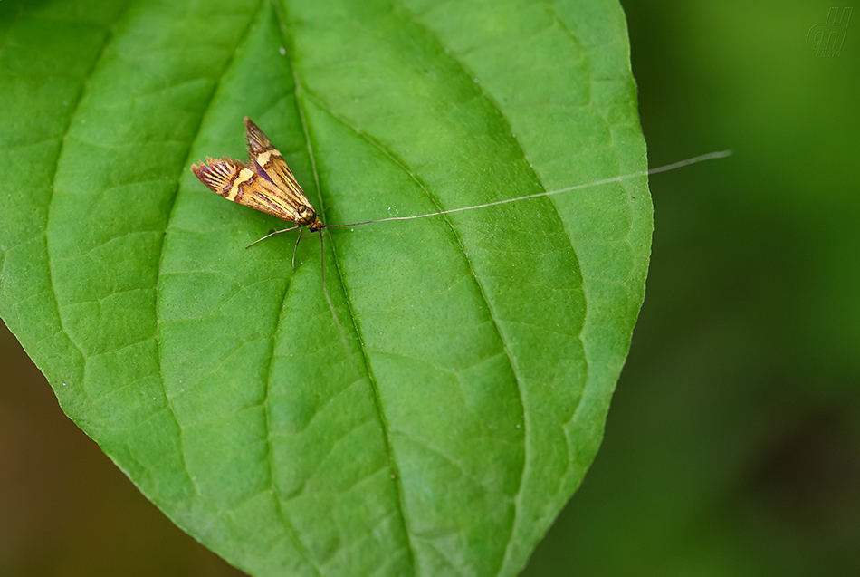 adéla pestrá - Nemophora degeerella