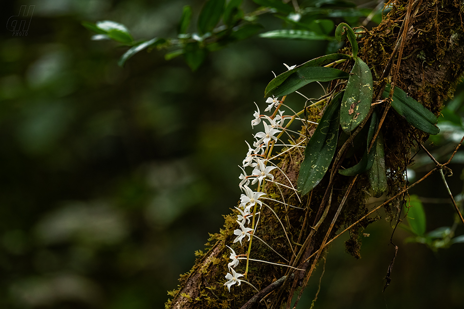 Aerangis articulata