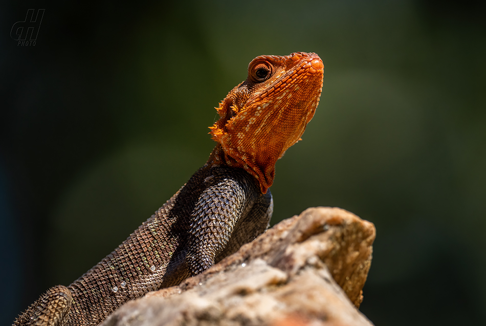 agama osadní - Agama agama