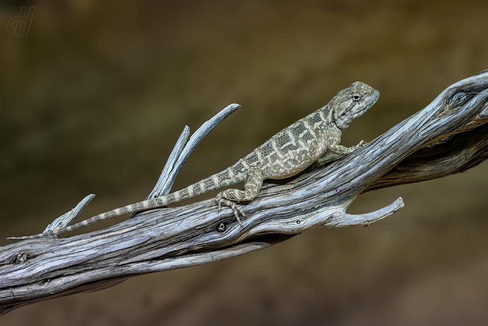 agama stepní - Trapelus sanguinolentus