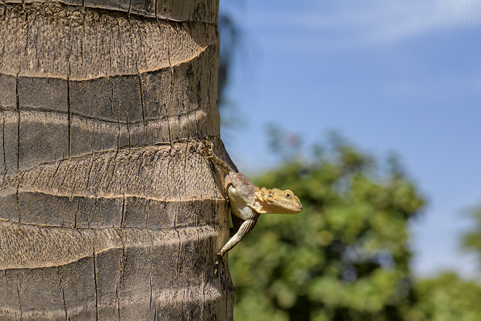 agama západoafrická - Agama africana