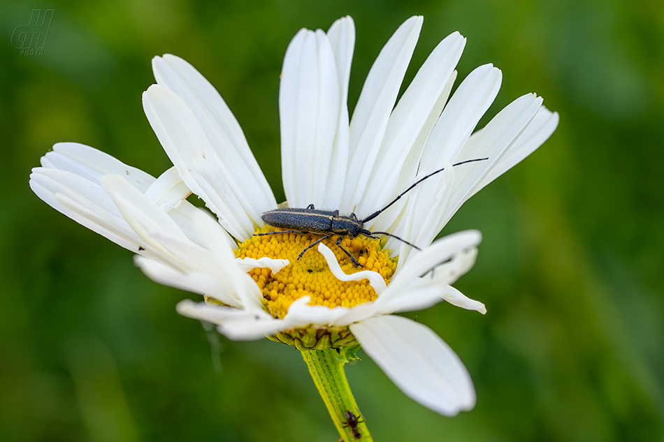 Agapanthia cardui 