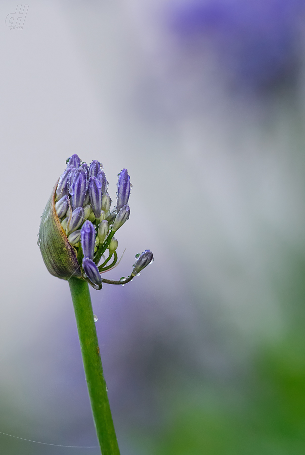 Agapanthus praecox