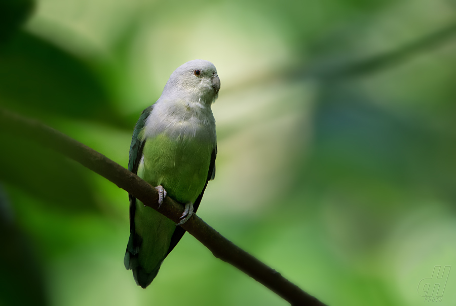 agapornis šedohlavý - Agapornis canus
