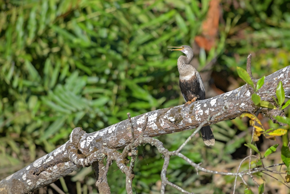 anhinga americká - Anhinga anhinga