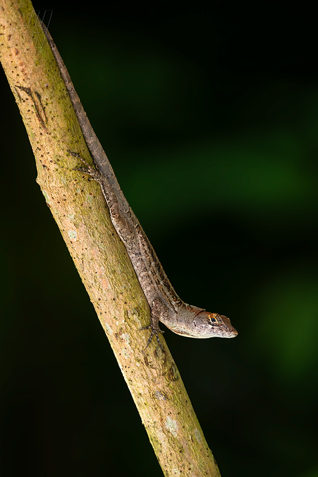 anolis šedý - Anolis sagrei