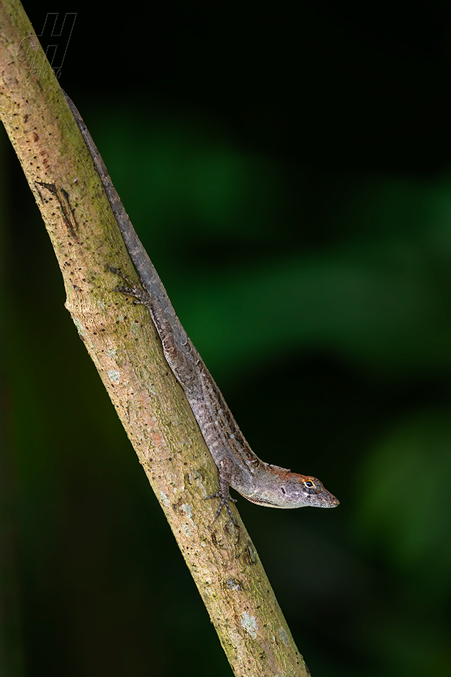 anolis šedý - Anolis sagrei