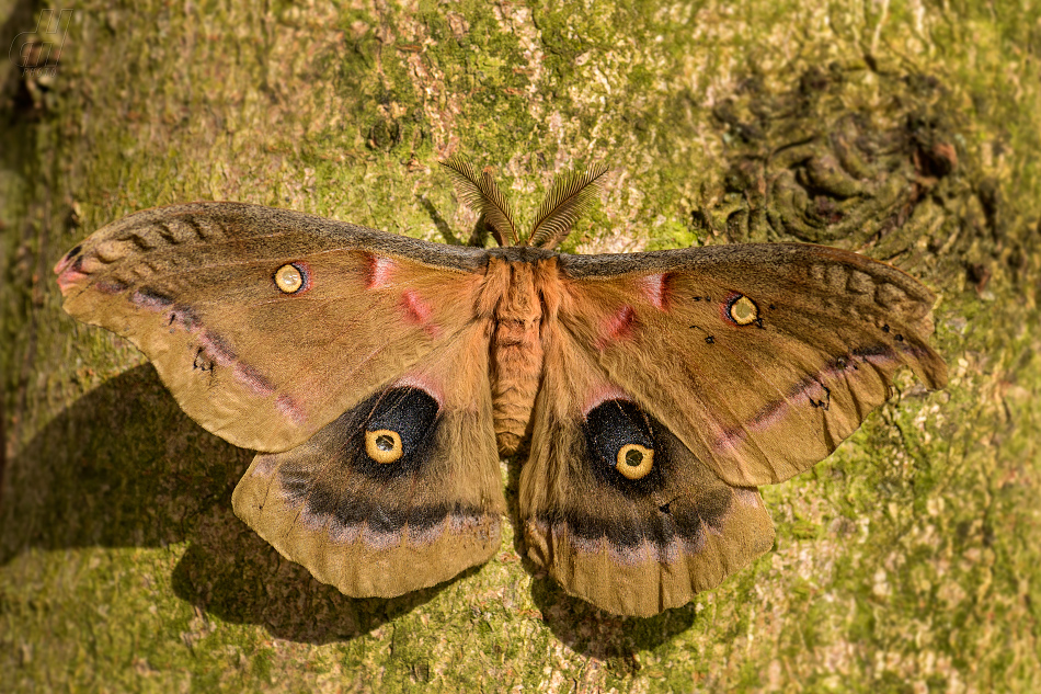 Antheraea polyphemus