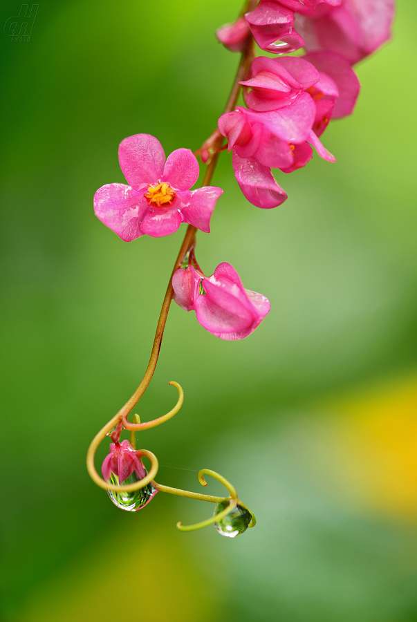 Antigonon leptopus