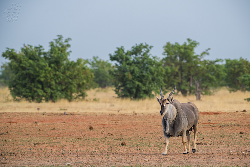 antilopa losí - Taurotragus oryx