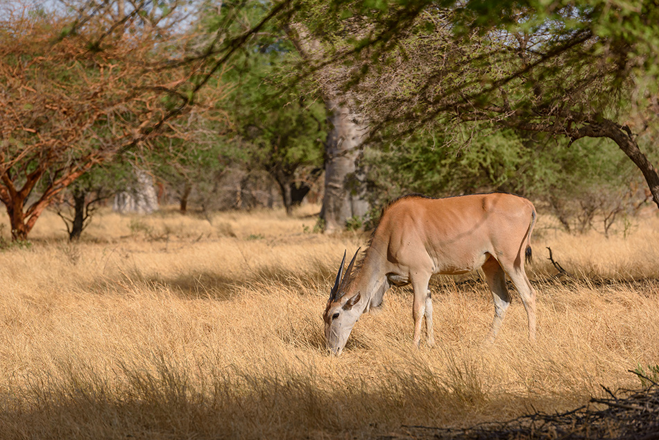 antilopa losí - Taurotragus oryx