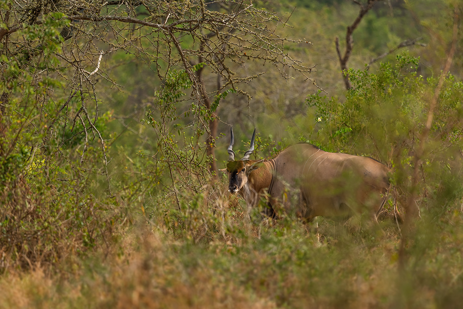 antilopa losí - Taurotragus oryx