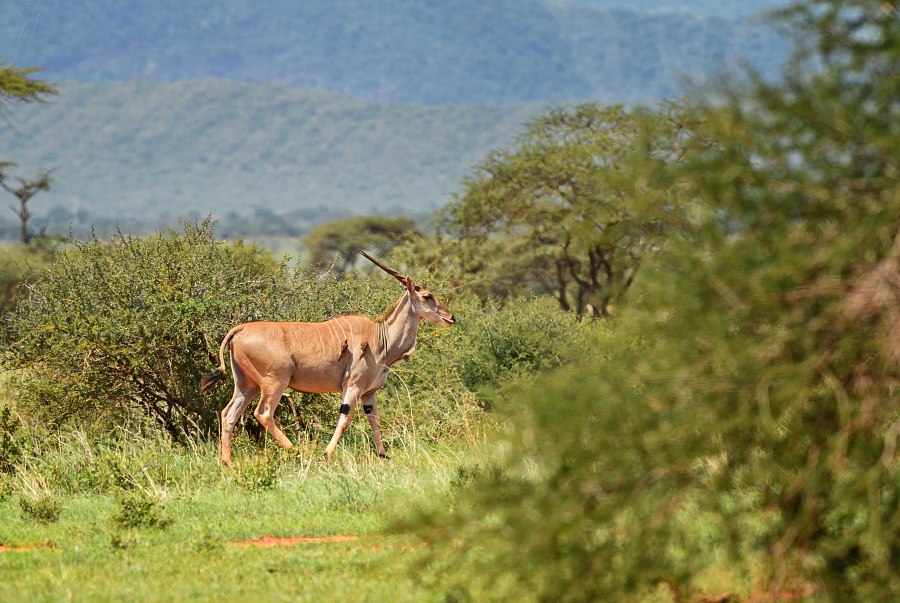 antilopa losí - Taurotragus oryx