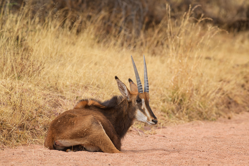 antilopa vraná - Hippotragus niger