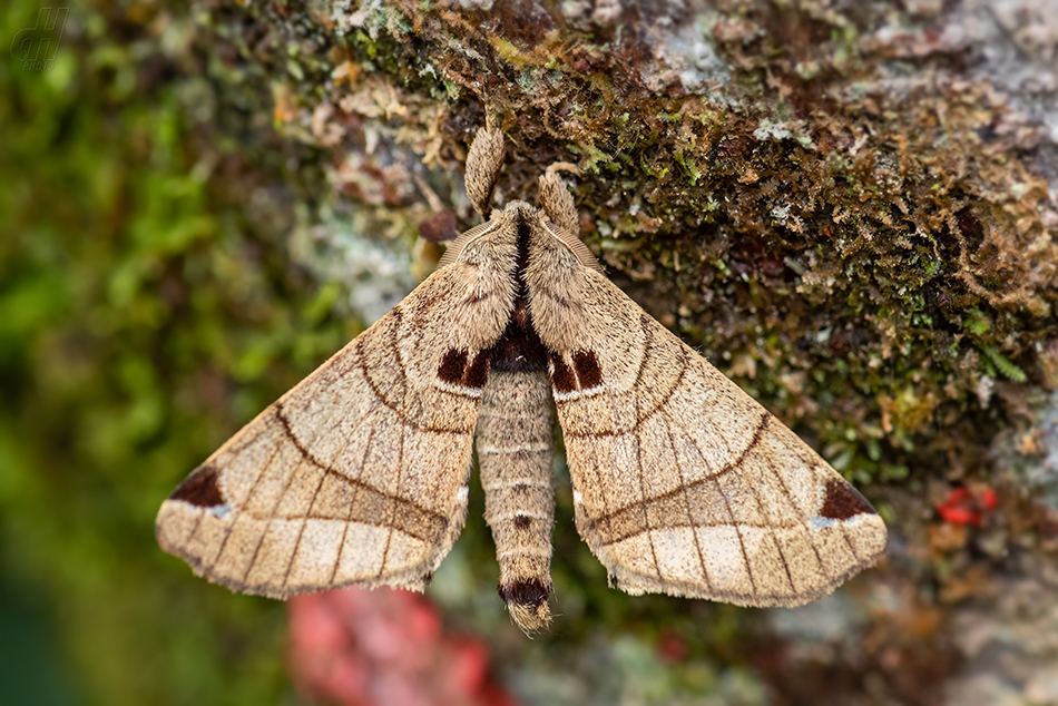 Apatelodes pandara