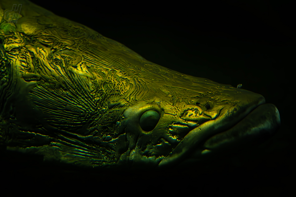 arapaima velká - Arapaima gigas