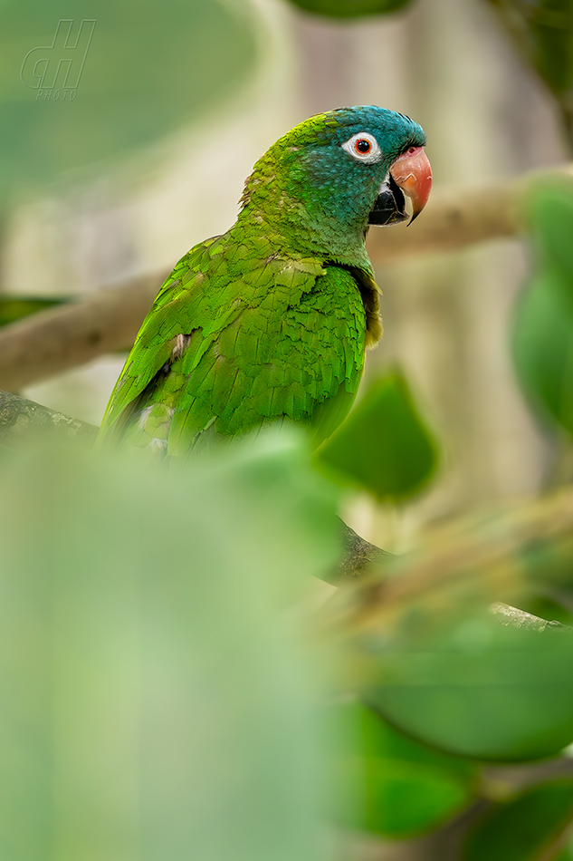 aratinga modročelý - Thectocercus acuticaudatus