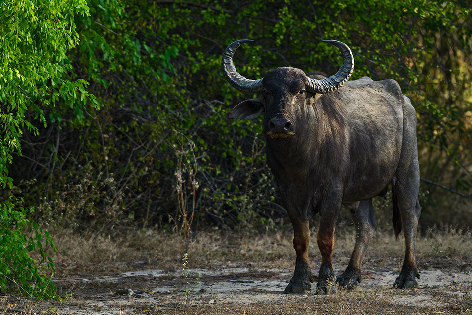 arni cejlonský - Bubalus arnee migona