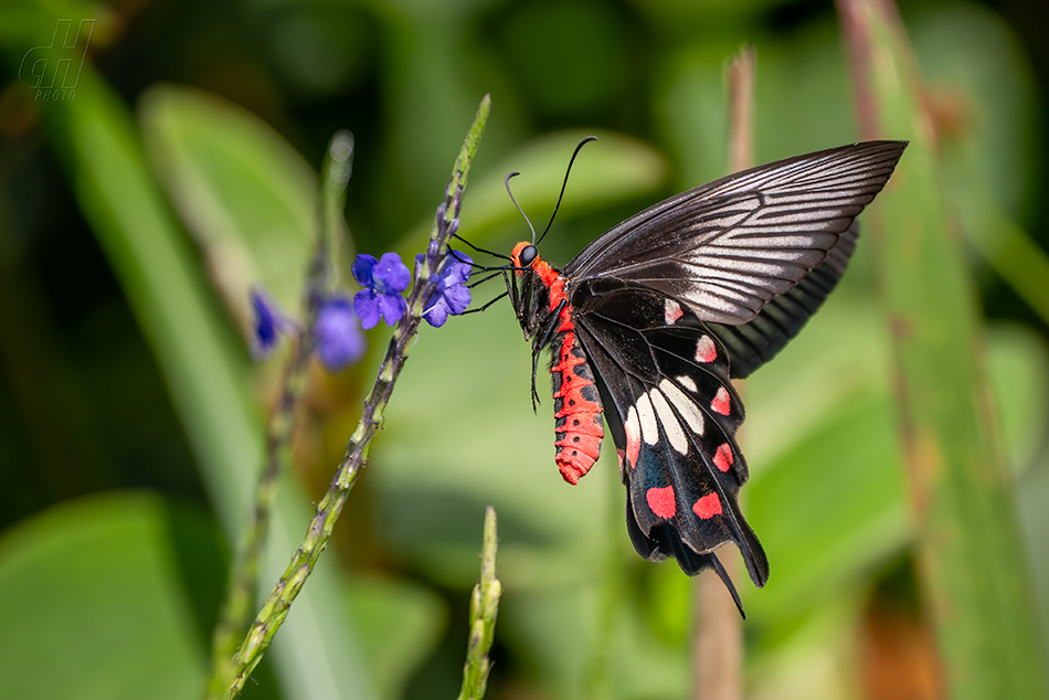 Atrophaneura aristolochiae