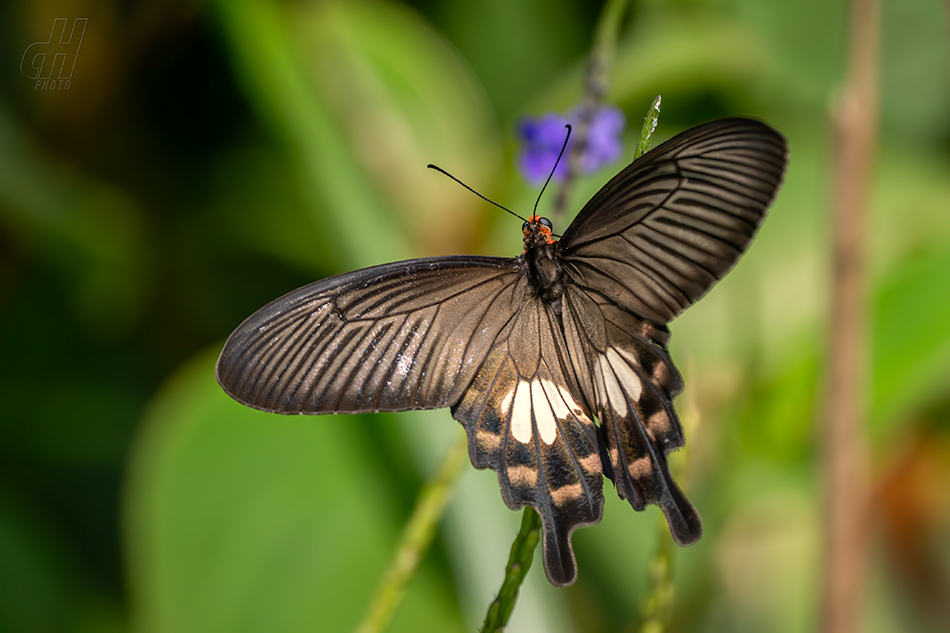 Atrophaneura aristolochiae