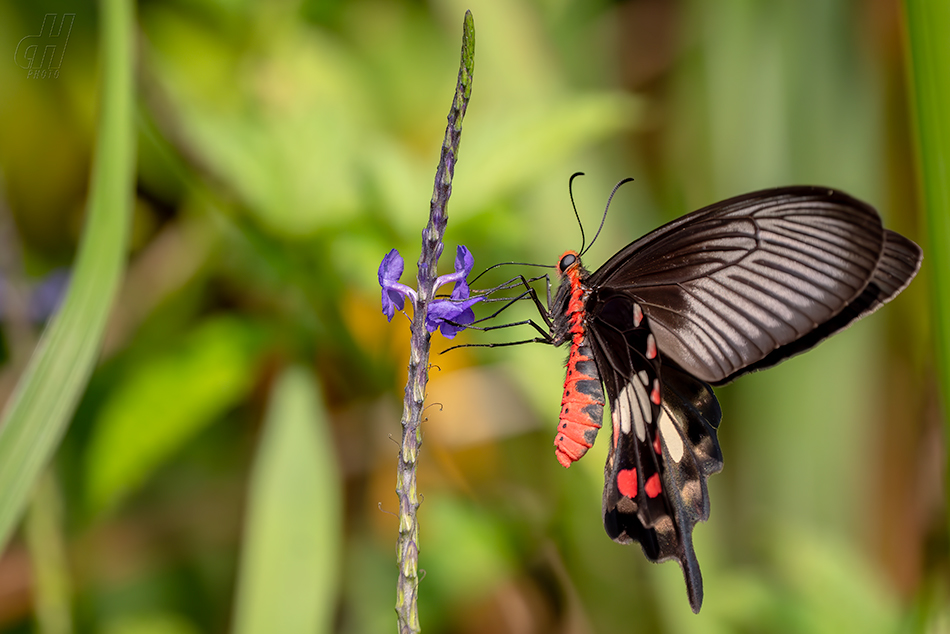 Atrophaneura aristolochiae