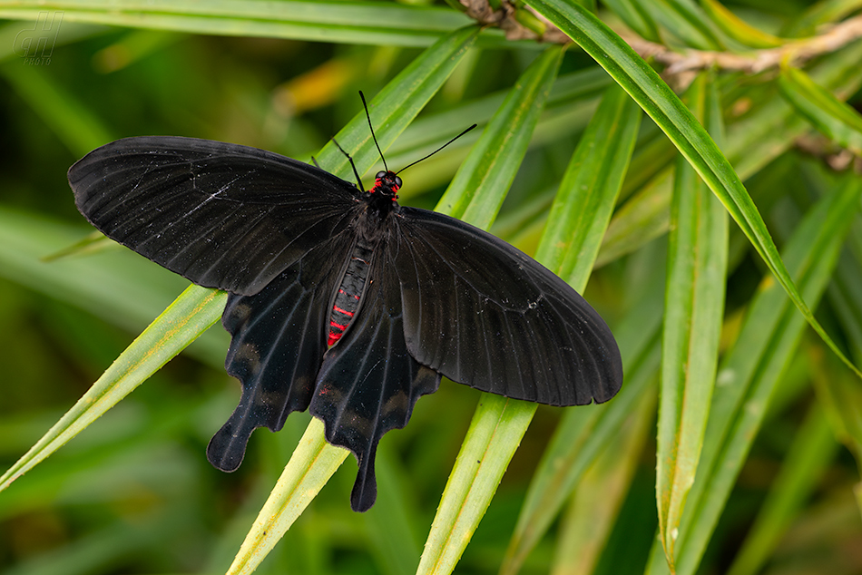 Atrophaneura kotzebuea