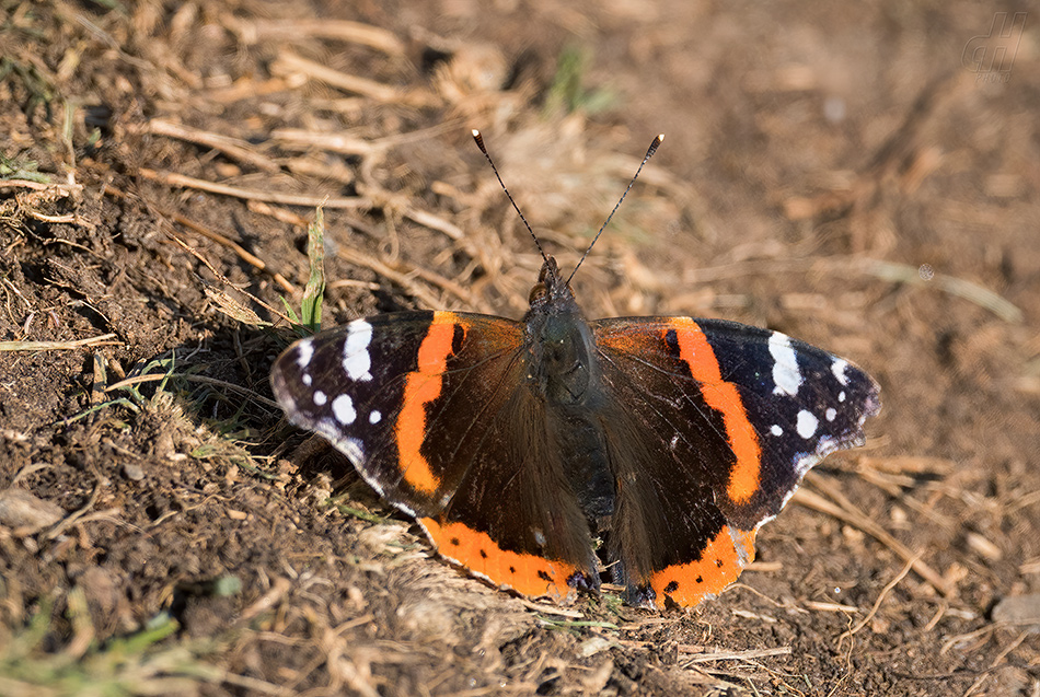 babočka admirál - Vanessa atalanta