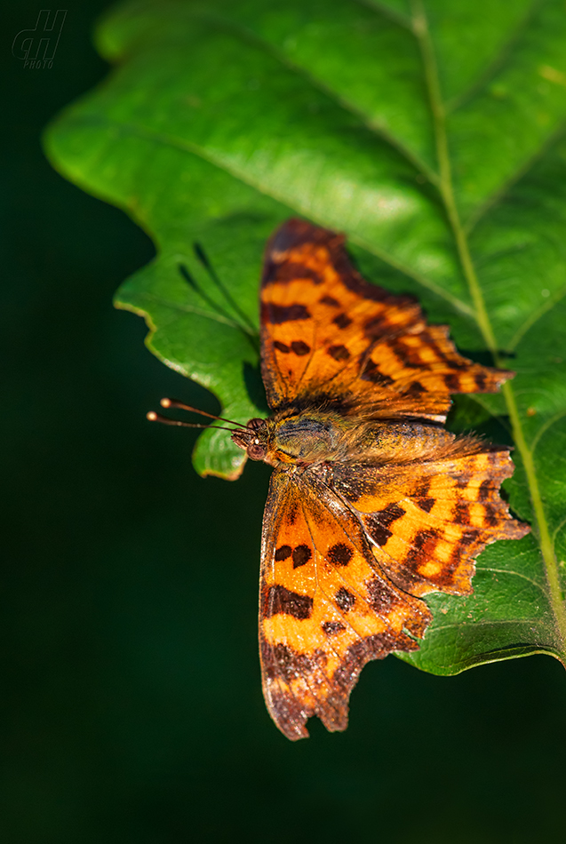 babočka bílé C - Polygonia c-album
