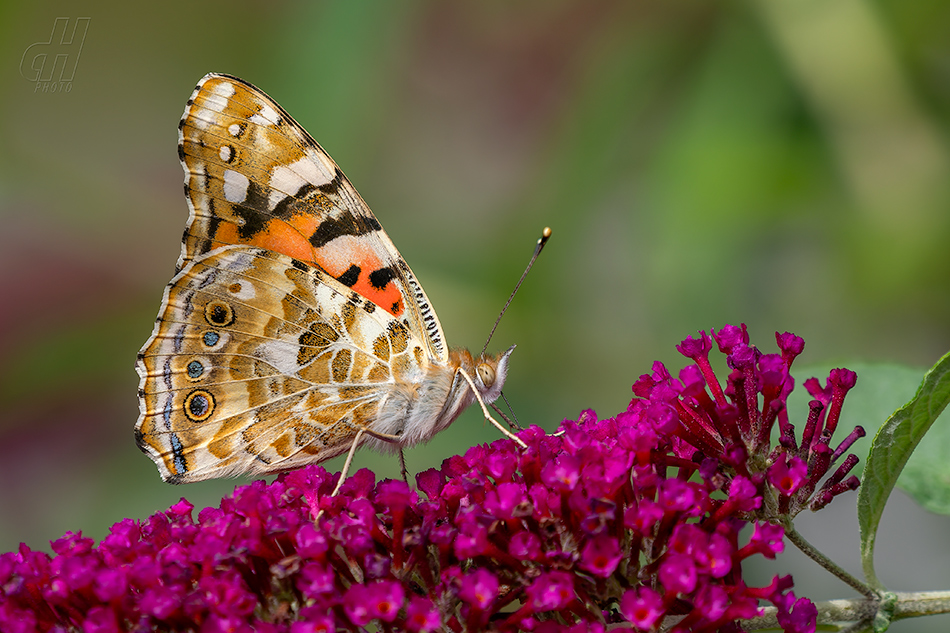 babočka bodláková - Vanessa cardui 