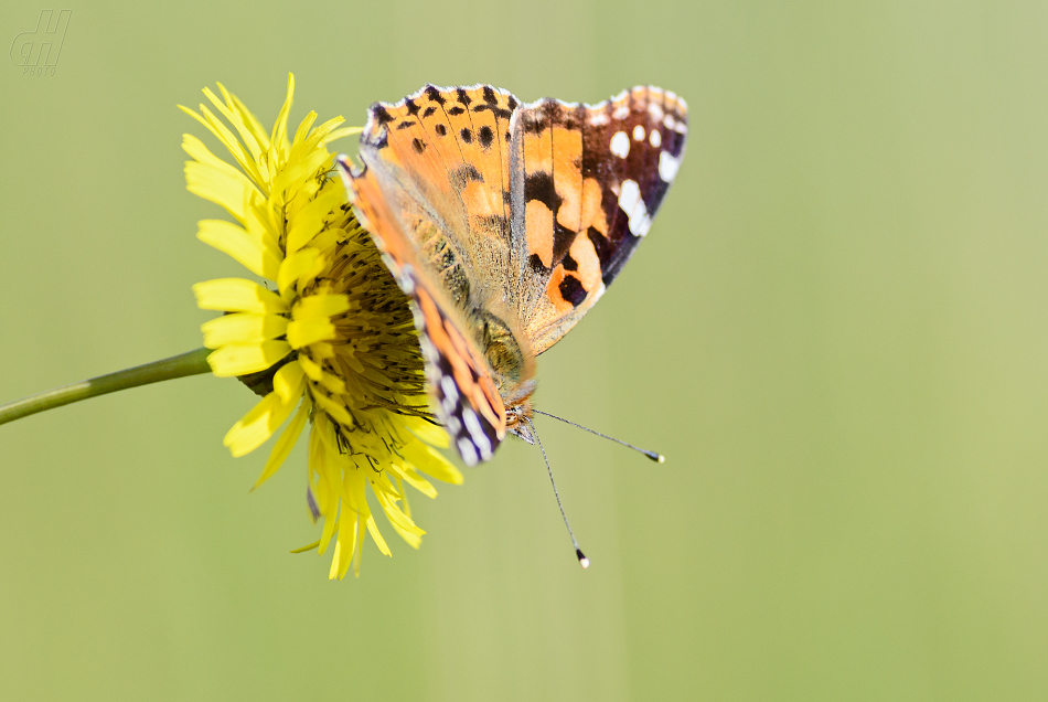 babočka bodláková - Vanessa cardui