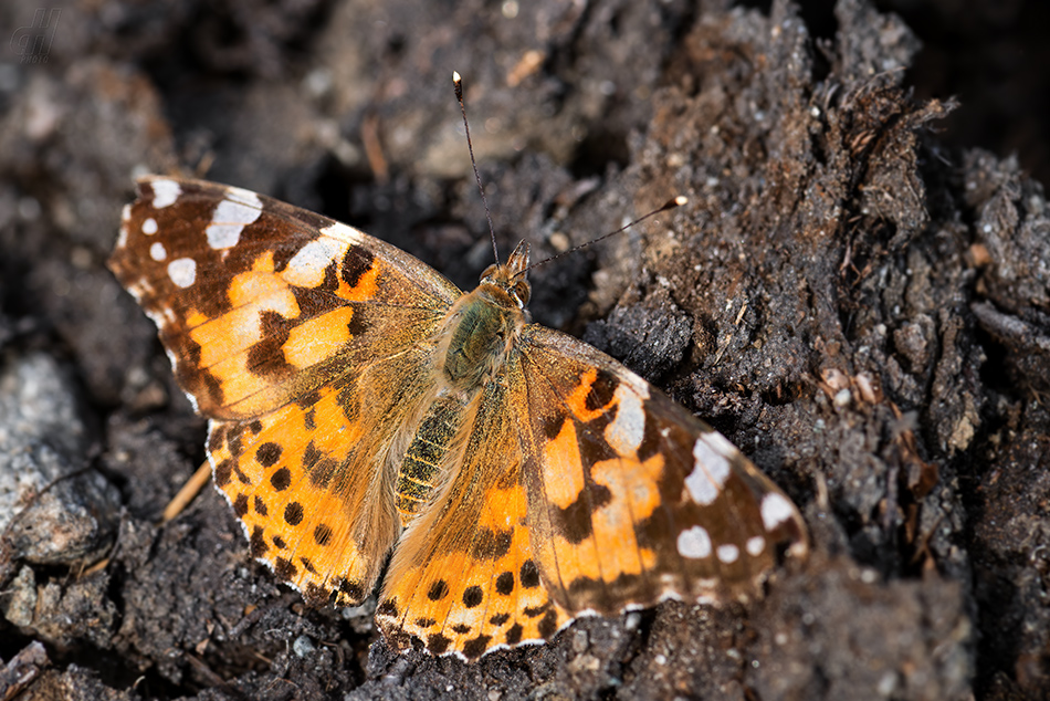 babočka bodláková - Vanessa cardui