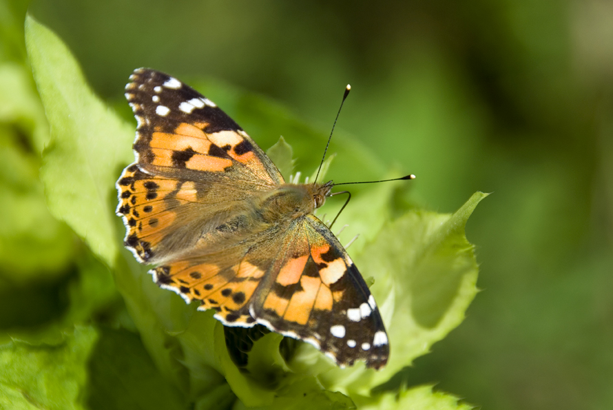 babočka bodláková - Vanessa cardui