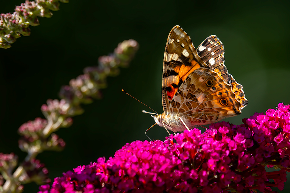 babočka bodláková - Vanessa cardui 