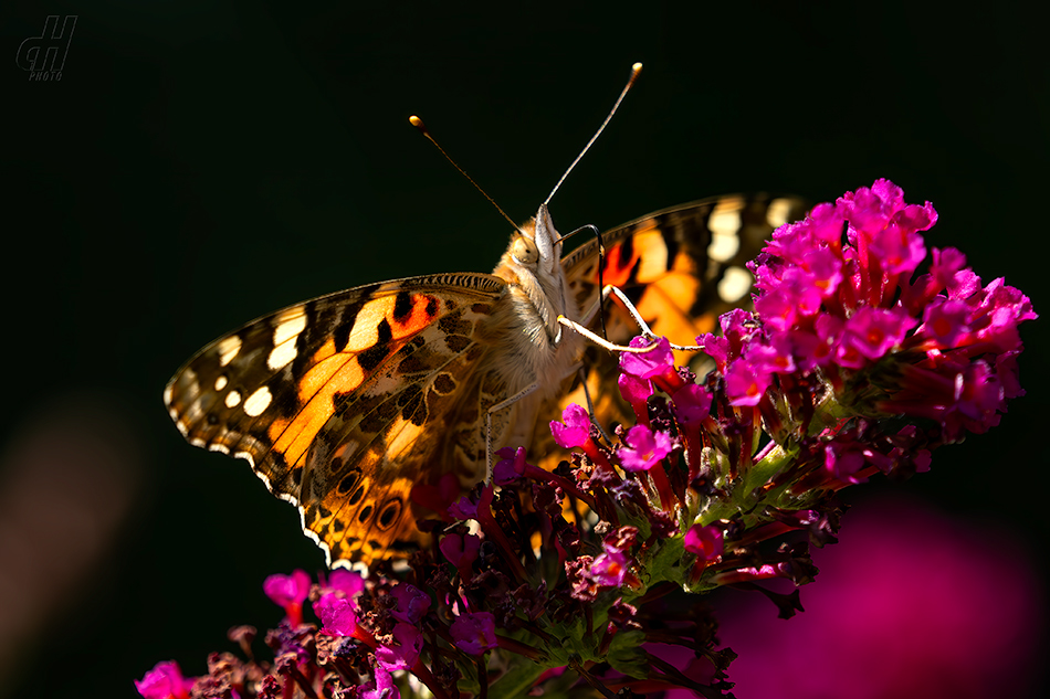 babočka bodláková - Vanessa cardui 