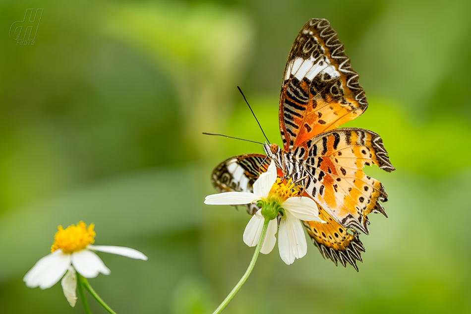 babočka cyanská - Cethosia cyane