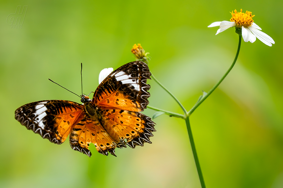 babočka cyanská - Cethosia cyane